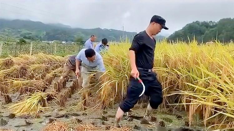 派出所回应丢失稻谷事件，报警遭遇怼人背后的深度反思