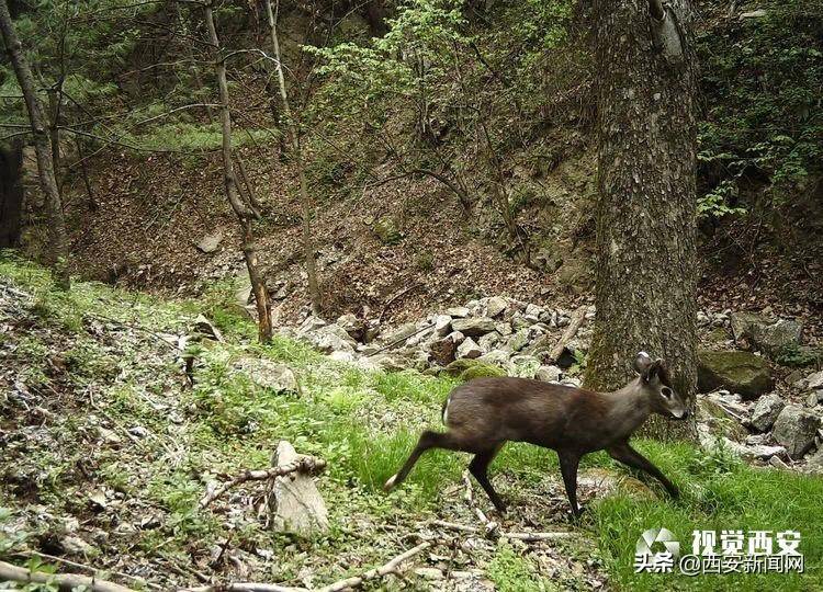 贵州首次捕捉到林麝和白冠长尾雉活动影像，自然生态新篇章揭秘