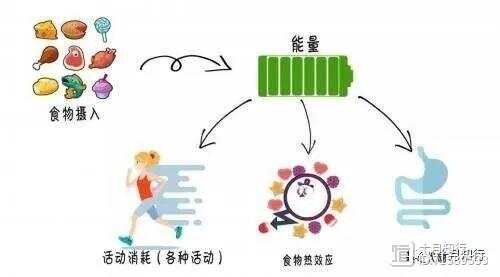 如何通过食物调控体内激素水平平衡