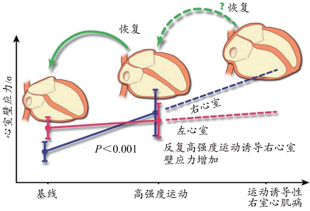 慢跑对心脏健康的积极影响及临床研究探索