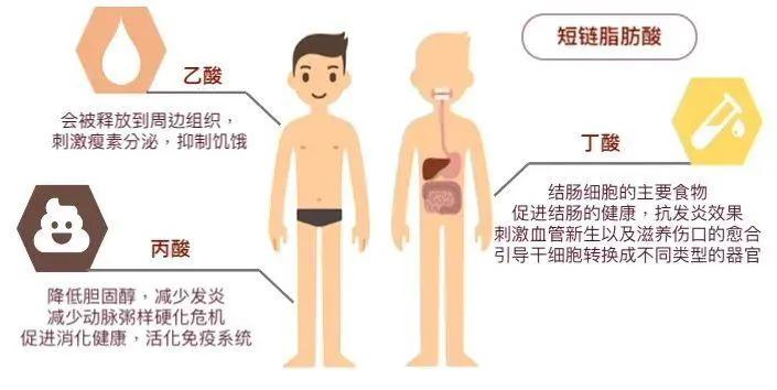 提高膳食纤维摄入对肠道健康的积极影响