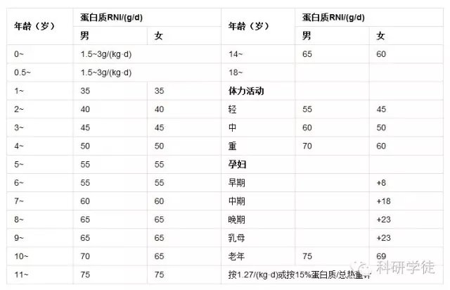 每日蛋白质定量摄入对肌肉维持的关键作用