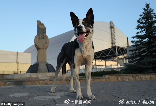 切尔诺贝利阴影下的生态灾难，狗变异揭示隐性影响威胁持续存在