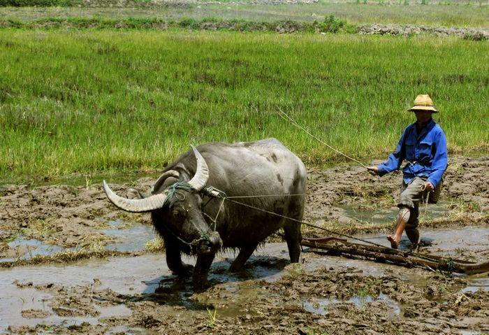 古代农耕文化在现代生态旅游中的体验与传承策划