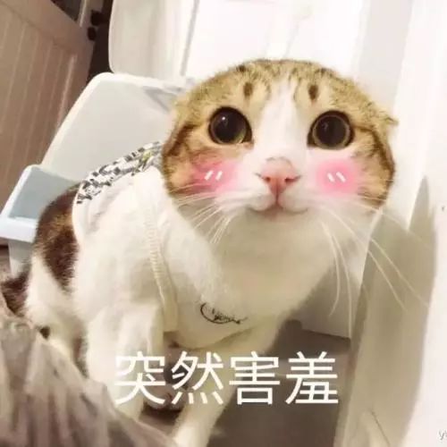 猫咪人脸表情包，萌宠背后的情感交流与互动魅力