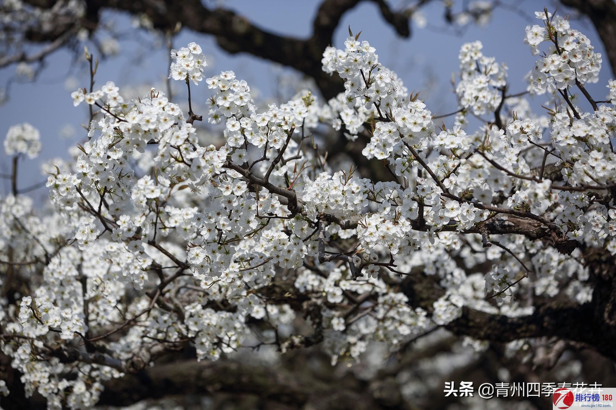 梨花属于什么生肖,专家观点说明_kit46.866