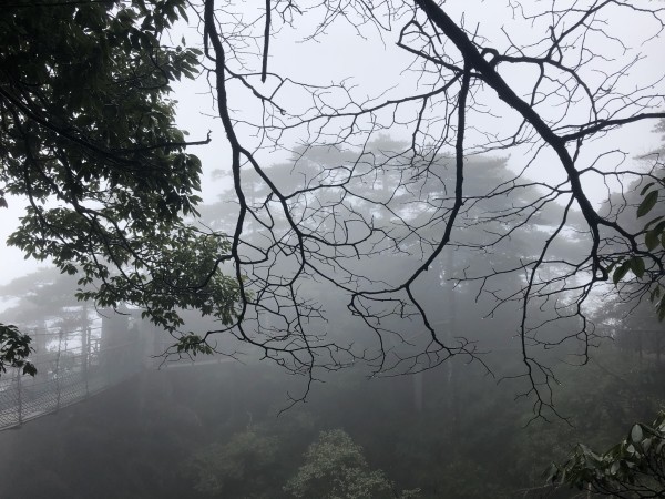 穿越迷雾山谷，独特视野的探险之旅