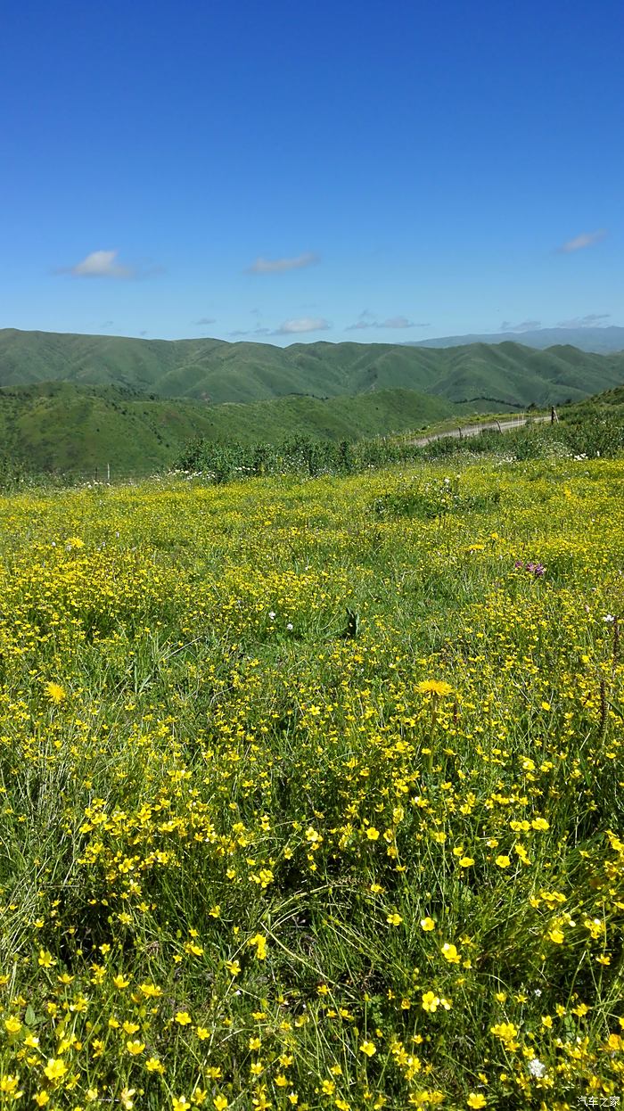 蓝天下的草原，野花香气随风荡漾