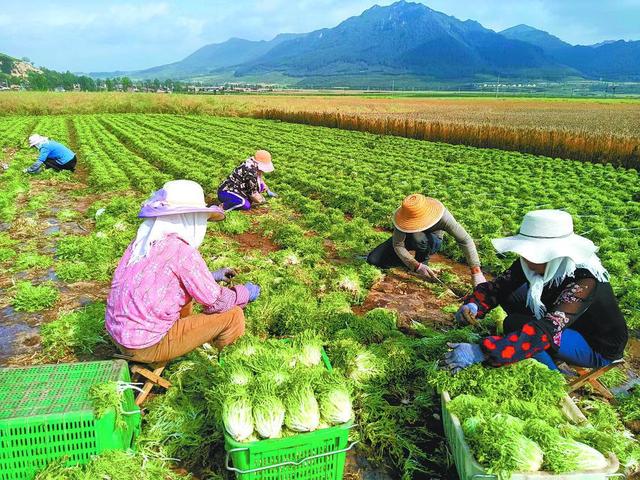 农田食材之旅，田野到餐桌的完美蜕变