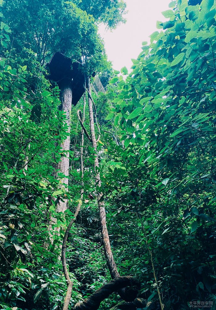 热带雨林中的自然生机之旅