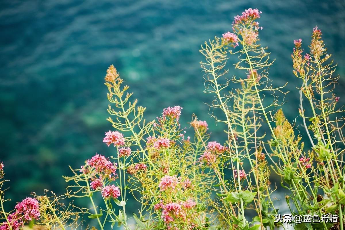 清晨露珠，花瓣上的璀璨宝石