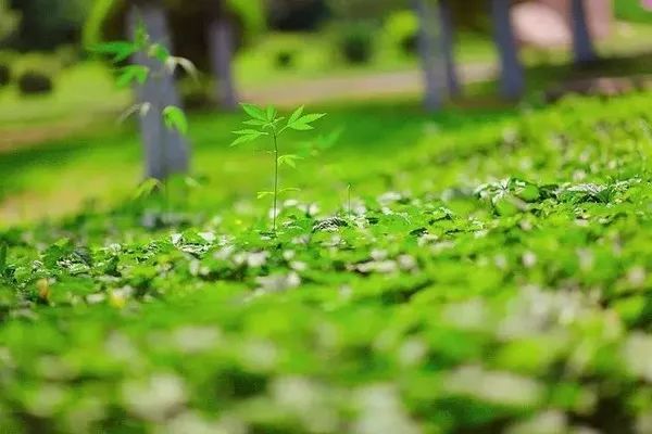 夏日清风，感受夏的气息