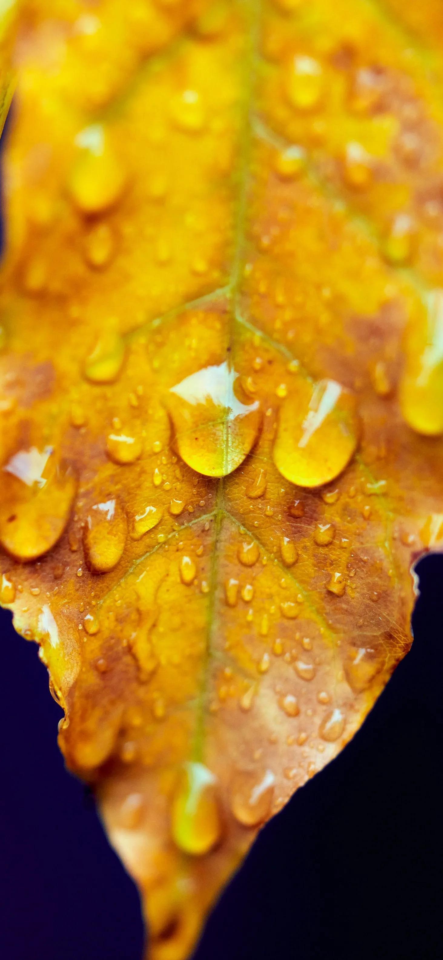 雨后晨曦，自然洗礼下的生命璀璨