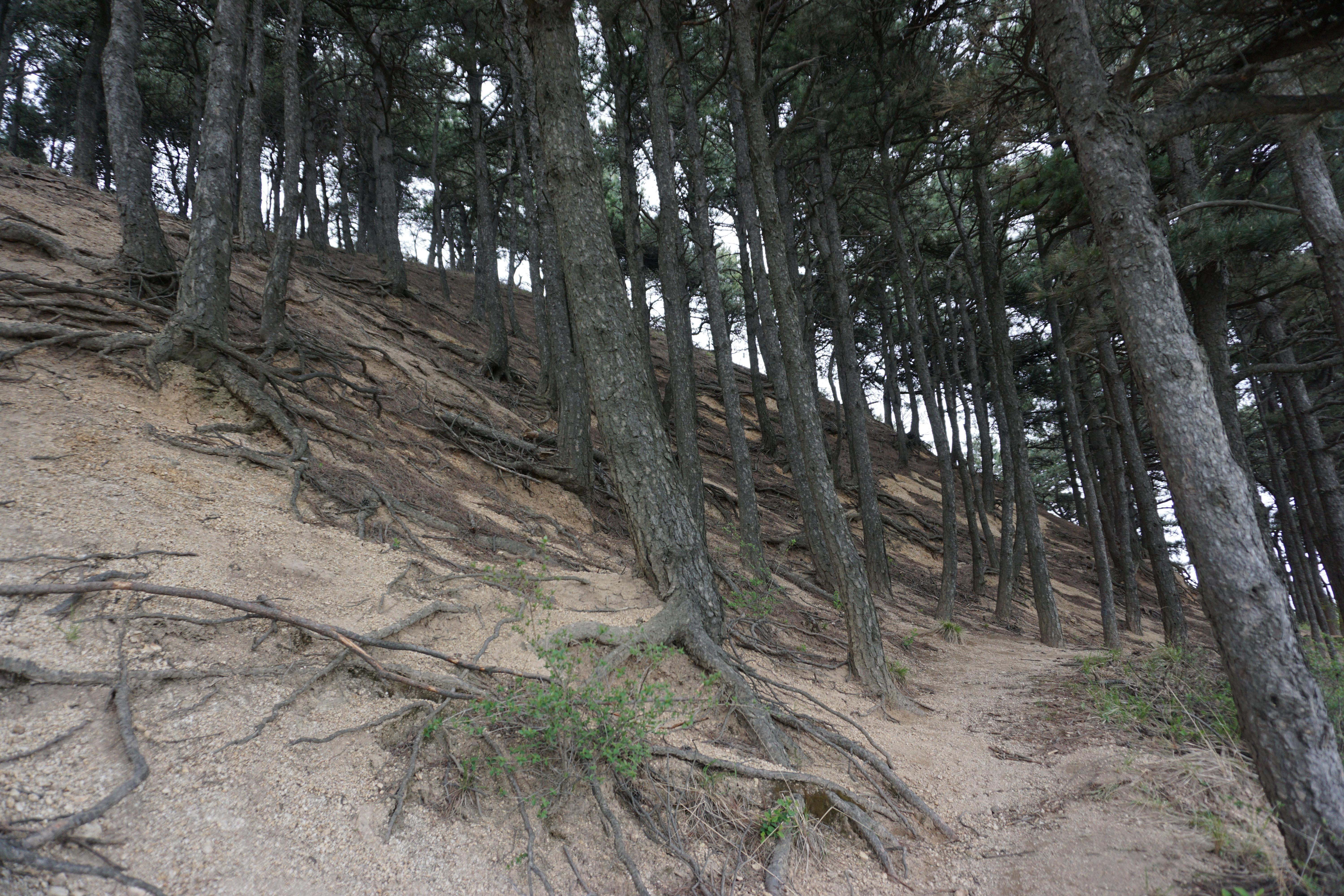 山间古道，旅程记忆与命运交汇之旅