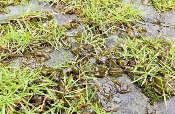 雨后大地的韵味，沉醉于泥土的芬芳世界