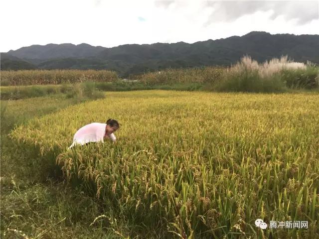 秋日田野，金黄稻谷随风摇曳的丰收画卷