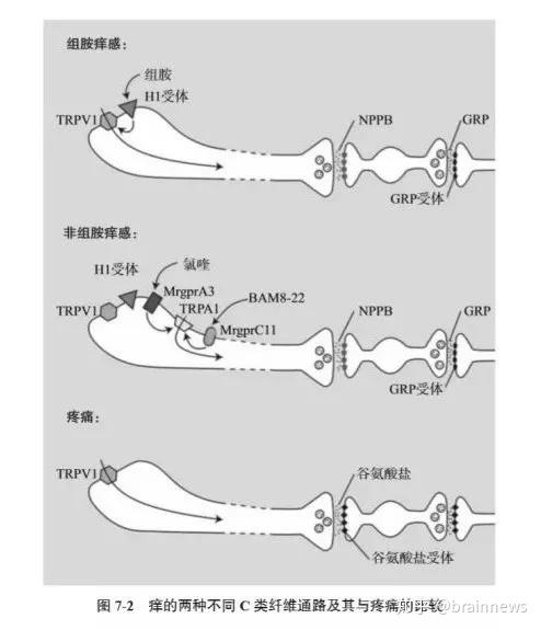 脑科学突破助力精神疾病治疗之道