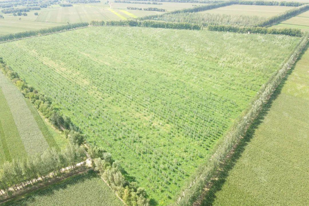 无人机植树计划实施，荒漠化治理效率飞跃提升