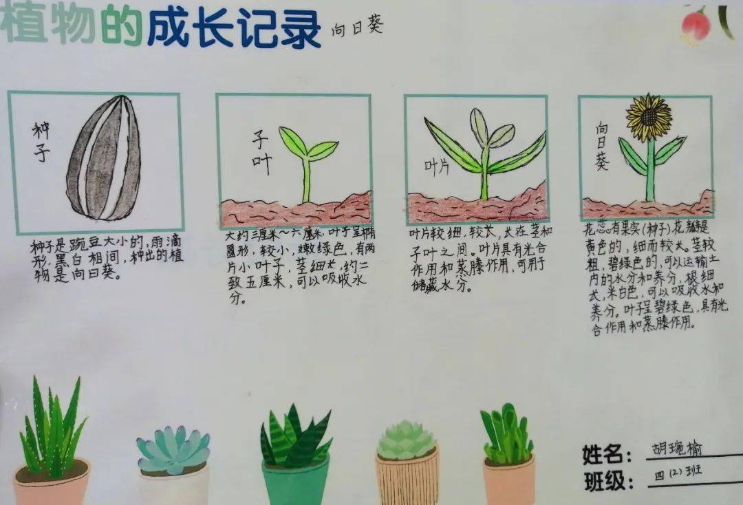 家庭种植，与孩子共探植物生长奥秘