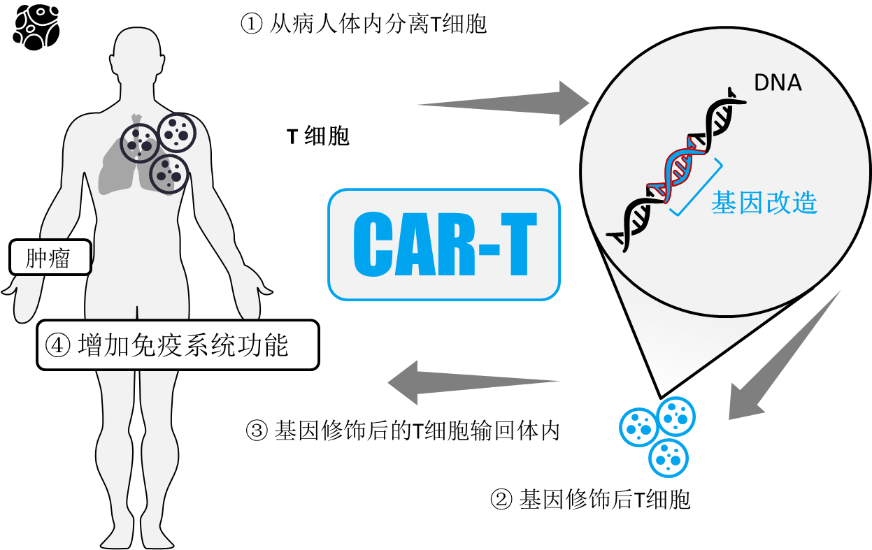 基因组编辑，遗传病治疗的突破与挑战