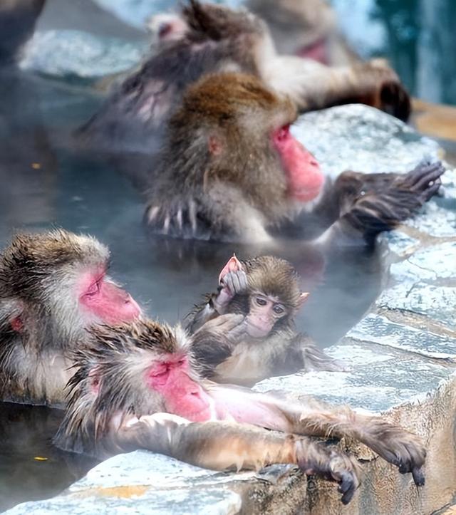 景区回应野生猕猴泡温泉，动物福利与生态保护新观察引发关注热议