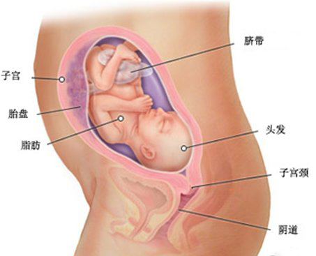 怀孕八周探未知，挑战中的希望与胎儿寻找之旅